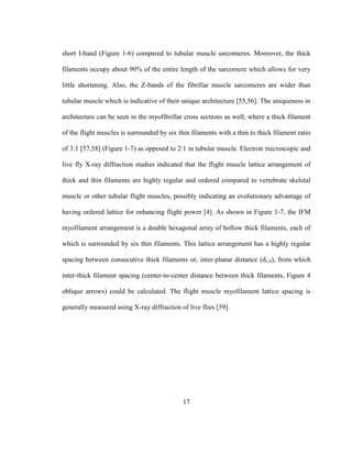 17
short I-band (Figure 1-6) compared to tubular muscle sarcomeres. Moreover, the thick
filaments occupy about 90% of the entire length of the sarcomere which allows for very
little shortening. Also, the Z-bands of the fibrillar muscle sarcomeres are wider than
tubular muscle which is indicative of their unique architecture [55,56]. The uniqueness in
architecture can be seen in the myofibrillar cross sections as well, where a thick filament
of the flight muscles is surrounded by six thin filaments with a thin to thick filament ratio
of 3:1 [57,58] (Figure 1-7) as opposed to 2:1 in tubular muscle. Electron microscopic and
live fly X-ray diffraction studies indicated that the flight muscle lattice arrangement of
thick and thin filaments are highly regular and ordered compared to vertebrate skeletal
muscle or other tubular flight muscles, possibly indicating an evolutionary advantage of
having ordered lattice for enhancing flight power [4]. As shown in Figure 1-7, the IFM
myofilament arrangement is a double hexagonal array of hollow thick filaments, each of
which is surrounded by six thin filaments. This lattice arrangement has a highly regular
spacing between consecutive thick filaments or, inter-planar distance (d1,0), from which
inter-thick filament spacing (center-to-center distance between thick filaments, Figure 4
oblique arrows) could be calculated. The flight muscle myofilament lattice spacing is
generally measured using X-ray diffraction of live flies [59].
 