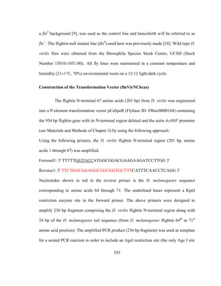 293
a fln0
background [9], was used as the control line and henceforth will be referred to as
fln+
. The flightin null mutant line (fln0
) used here was previously made [10]. Wild type D.
virilis flies were obtained from the Drosophila Species Stock Center, UCSD (Stock
Number 15010-1051.00). All fly lines were maintained in a constant temperature and
humidity (21±1°C, 70%) environmental room on a 12:12 light:dark cycle.
Construction of the Transformation Vector (flnVirNChcas)
The flightin N-terminal 67 amino acids (201 bp) from D. virilis was engineered
into a P-element transformation vector pCaSpeR (Flybase ID: FBmc0000168) containing
the 954 bp flightin gene with its N-terminal region deleted and the actin Act88F promoter
(see Materials and Methods of Chapter 3) by using the following approach:
Using the following primers, the D. virilis flightin N-terminal region (201 bp, amino
acids 1 through 67) was amplified.
Forward1: 5' TTTTTGGTACCATGGCGGACGAAGAAGATCCTTGG 3'
Reverse1: 5' TTCTGGCGGAGGCGGCGGTGCTTTCATTTCAACCTCAGG 3'
Nucleotides shown in red in the reverse primer is the D. melanogaster sequence
corresponding to amino acids 64 through 71. The underlined bases represent a KpnI
restriction enzyme site in the forward primer. The above primers were designed to
amplify 236 bp fragment comprising the D. virilis flightin N-terminal region along with
24 bp of the D. melanogaster tail sequence (from D. melanogaster flightin 64th
to 71st
amino acid position). The amplified PCR product (236 bp fragment) was used as template
for a nested PCR reaction in order to include an AgeI restriction site (the only Age I site
 