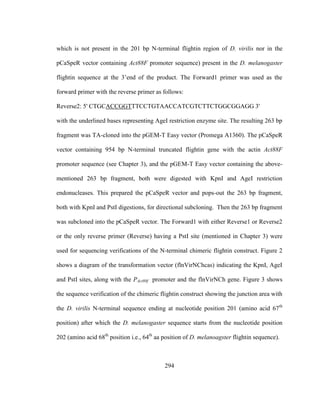 294
which is not present in the 201 bp N-terminal flightin region of D. virilis nor in the
pCaSpeR vector containing Act88F promoter sequence) present in the D. melanogaster
flightin sequence at the 3’end of the product. The Forward1 primer was used as the
forward primer with the reverse primer as follows:
Reverse2: 5' CTGCACCGGTTTCCTGTAACCATCGTCTTCTGGCGGAGG 3'
with the underlined bases representing AgeI restriction enzyme site. The resulting 263 bp
fragment was TA-cloned into the pGEM-T Easy vector (Promega A1360). The pCaSpeR
vector containing 954 bp N-terminal truncated flightin gene with the actin Act88F
promoter sequence (see Chapter 3), and the pGEM-T Easy vector containing the above-
mentioned 263 bp fragment, both were digested with KpnI and AgeI restriction
endonucleases. This prepared the pCaSpeR vector and pops-out the 263 bp fragment,
both with KpnI and PstI digestions, for directional subcloning. Then the 263 bp fragment
was subcloned into the pCaSpeR vector. The Forward1 with either Reverse1 or Reverse2
or the only reverse primer (Reverse) having a PstI site (mentioned in Chapter 3) were
used for sequencing verifications of the N-terminal chimeric flightin construct. Figure 2
shows a diagram of the transformation vector (flnVirNChcas) indicating the KpnI, AgeI
and PstI sites, along with the PAct88f promoter and the flnVirNCh gene. Figure 3 shows
the sequence verification of the chimeric flightin construct showing the junction area with
the D. virilis N-terminal sequence ending at nucleotide position 201 (amino acid 67th
position) after which the D. melanogaster sequence starts from the nucleotide position
202 (amino acid 68th
position i.e., 64th
aa position of D. melanoagster flightin sequence).
 
