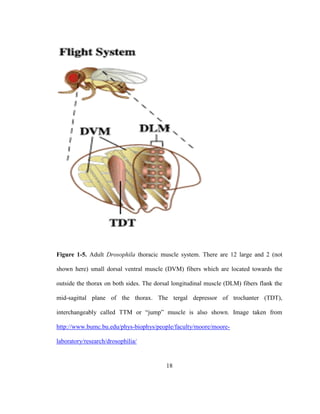 18
Figure 1-5. Adult Drosophila thoracic muscle system. There are 12 large and 2 (not
shown here) small dorsal ventral muscle (DVM) fibers which are located towards the
outside the thorax on both sides. The dorsal longitudinal muscle (DLM) fibers flank the
mid-sagittal plane of the thorax. The tergal depressor of trochanter (TDT),
interchangeably called TTM or “jump” muscle is also shown. Image taken from
http://www.bumc.bu.edu/phys-biophys/people/faculty/moore/moore-
laboratory/research/drosophilia/
 