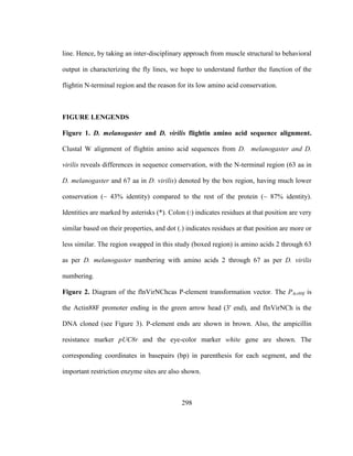 298
line. Hence, by taking an inter-disciplinary approach from muscle structural to behavioral
output in characterizing the fly lines, we hope to understand further the function of the
flightin N-terminal region and the reason for its low amino acid conservation.
FIGURE LENGENDS
Figure 1. D. melanogaster and D. virilis flightin amino acid sequence alignment.
Clustal W alignment of flightin amino acid sequences from D. melanogaster and D.
virilis reveals differences in sequence conservation, with the N-terminal region (63 aa in
D. melanogaster and 67 aa in D. virilis) denoted by the box region, having much lower
conservation (~ 43% identity) compared to the rest of the protein (~ 87% identity).
Identities are marked by asterisks (*). Colon (:) indicates residues at that position are very
similar based on their properties, and dot (.) indicates residues at that position are more or
less similar. The region swapped in this study (boxed region) is amino acids 2 through 63
as per D. melanogaster numbering with amino acids 2 through 67 as per D. virilis
numbering.
Figure 2. Diagram of the flnVirNChcas P-element transformation vector. The PAct88f is
the Actin88F promoter ending in the green arrow head (3' end), and flnVirNCh is the
DNA cloned (see Figure 3). P-element ends are shown in brown. Also, the ampicillin
resistance marker pUC8r and the eye-color marker white gene are shown. The
corresponding coordinates in basepairs (bp) in parenthesis for each segment, and the
important restriction enzyme sites are also shown.
 