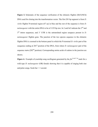 299
Figure 3. Schematic of the sequence verification of the chimeric flightin (flnVirNCh)
DNA used for cloning into the transformation vector. The first 201 bp segment is from D.
virilis flightin N-terminal region (67 aa) in blue and the rest of the sequence is from D.
melanogaster with the entire DNA to be of 1155 bp size. In 2 and In3 indicate the 2nd
and
3rd
intron sequences, and 3’ UTR is the untranslated region seuqnece present in D.
melanogaster flightin gene. The junction of the two species sequence in the chimeric
flightin DNA is zoomed in the bottom panel in which the N-terminal D. virilis part of the
seuquence ending at 201st
position of the DNA, from where D. melanogaster part of the
sequence starts (202nd
position). Corresponding amino acids of codons in the junction are
shown.
Figure 4. Example of courtship song oscillogram generated by the flnVirN677.30
male for a
wild type D. melanogaster (OR) female showing that it is capable of singing both sine
and pulse songs. Scale bar = 1 second.
 