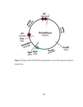 304
Figure 2. Diagram of the flnVirNChcas transformation vector with important restriction
enzyme sites. .
 