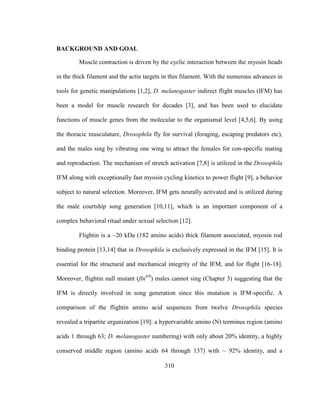 310
BACKGROUND AND GOAL
Muscle contraction is driven by the cyclic interaction between the myosin heads
in the thick filament and the actin targets in thin filament. With the numerous advances in
tools for genetic manipulations [1,2], D. melanogaster indirect flight muscles (IFM) has
been a model for muscle research for decades [3], and has been used to elucidate
functions of muscle genes from the molecular to the organismal level [4,5,6]. By using
the thoracic musculature, Drosophila fly for survival (foraging, escaping predators etc),
and the males sing by vibrating one wing to attract the females for con-specific mating
and reproduction. The mechanism of stretch activation [7,8] is utilized in the Drosophila
IFM along with exceptionally fast myosin cycling kinetics to power flight [9], a behavior
subject to natural selection. Moreover, IFM gets neurally activated and is utilized during
the male courtship song generation [10,11], which is an important component of a
complex behavioral ritual under sexual selection [12].
Flightin is a ~20 kDa (182 amino acids) thick filament associated, myosin rod
binding protein [13,14] that in Drosophila is exclusively expressed in the IFM [15]. It is
essential for the structural and mechanical integrity of the IFM, and for flight [16-18].
Moreover, flightin null mutant (fln0/0
) males cannot sing (Chapter 3) suggesting that the
IFM is directly involved in song generation since this mutation is IFM-specific. A
comparison of the flightin amino acid sequences from twelve Drosophila species
revealed a tripartite organization [19]: a hypervariable amino (N) terminus region (amino
acids 1 through 63; D. melanogaster numbering) with only about 20% identity, a highly
conserved middle region (amino acids 64 through 137) with ~ 92% identity, and a
 