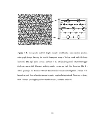 20
Figure 1-7. Drosophila indirect flight muscle myofibrillar cross-section electron
micrograph image showing the double hexagonal array of hollow thick and filled thin
filaments. The right panel shows a cartoon of the lattice arrangement where the bigger
circles are each thick filaments and the smaller circles are each thin filaments. The d1,0
lattice spacing is the distance between the consecutive thick filament planes (vertical two-
headed arrow), from where the center to center spacing between thick filaments, or inter-
thick filament spacing (angled two-headed arrows) could be retrieved.
 