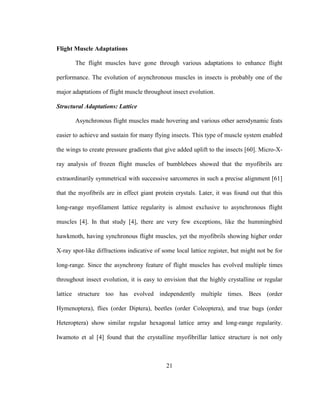 21
Flight Muscle Adaptations
The flight muscles have gone through various adaptations to enhance flight
performance. The evolution of asynchronous muscles in insects is probably one of the
major adaptations of flight muscle throughout insect evolution.
Structural Adaptations: Lattice
Asynchronous flight muscles made hovering and various other aerodynamic feats
easier to achieve and sustain for many flying insects. This type of muscle system enabled
the wings to create pressure gradients that give added uplift to the insects [60]. Micro-X-
ray analysis of frozen flight muscles of bumblebees showed that the myofibrils are
extraordinarily symmetrical with successive sarcomeres in such a precise alignment [61]
that the myofibrils are in effect giant protein crystals. Later, it was found out that this
long-range myofilament lattice regularity is almost exclusive to asynchronous flight
muscles [4]. In that study [4], there are very few exceptions, like the hummingbird
hawkmoth, having synchronous flight muscles, yet the myofibrils showing higher order
X-ray spot-like diffractions indicative of some local lattice register, but might not be for
long-range. Since the asynchrony feature of flight muscles has evolved multiple times
throughout insect evolution, it is easy to envision that the highly crystalline or regular
lattice structure too has evolved independently multiple times. Bees (order
Hymenoptera), flies (order Diptera), beetles (order Coleoptera), and true bugs (order
Heteroptera) show similar regular hexagonal lattice array and long-range regularity.
Iwamoto et al [4] found that the crystalline myofibrillar lattice structure is not only
 