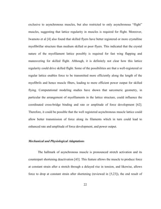 22
exclusive to asynchronous muscles, but also restricted to only asynchronous “flight”
muscles, suggesting that lattice regularity in muscles is required for flight. Moreover,
Iwamoto et al [4] also found that skilled flyers have better registered or more crystalline
myofibrillar structure than medium skilled or poor flyers. This indicated that the crystal
nature of the myofilament lattice possibly is required for fast wing flapping and
maneuvering for skilled flight. Although, it is definitely not clear how this lattice
regularity could drive skilled flight. Some of the possibilities are that a well-registered or
regular lattice enables force to be transmitted more efficiently along the length of the
myofibrils and hence muscle fibers, leading to more efficient power output for skilled
flying. Computational modeling studies have shown that sarcomeric geometry, in
particular the arrangement of myofilaments in the lattice structure, could influence the
coordinated cross-bridge binding and rate or amplitude of force development [62].
Therefore, it could be possible that the well registered asynchronous muscle lattice could
allow better transmission of force along its filaments which in turn could lead to
enhanced rate and amplitude of force development, and power output.
Mechanical and Physiological Adaptations
The hallmark of asynchronous muscle is pronounced stretch activation and its
counterpart shortening deactivation [43]. This feature allows the muscle to produce force
at constant strain after a stretch through a delayed rise in tension, and likewise, allows
force to drop at constant strain after shortening (reviewed in [5,23]), the end result of
 