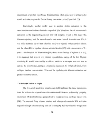 24
in particular, a very fast cross-bridge detachment rate which could also be critical in the
stretch activation response for fast oscillatory contraction cycles (Figure 1-1, [2]).
Interestingly, another model used to explain stretch activation is that
asynchronous muscles have alternative troponin C (TnC) isoforms for calcium or stretch
activation in the troponin-tropomyosin (Tn-Tm) complex; which is the major thin
filament regulatory unit for striated muscle contraction. Indeed, in Lethocerus IFM, it
was found that there are two TnC isforoms, one (F1) to regulate stretch activated tension
and the other (F2) to regulate calcium activated tension [67] with a molar ratio of 5:1
(F1:F2) distributed on the thin filament [68]. Based on the findings of Agianan et al [67],
it is suggested that even in low calcium concentration, regions of the thin filament
containing F1 would more readily be able to transition to the open state and able to
activate the cross-bridges, acting as a regulatory mechanism for stretch activation, while
at higher calcium concentration, F2 is used for regulating thin filament activation and
produce isometric tension.
The Role of Calcium in Flight
The Drosophila giant fiber neural system (GF) facilitates the signal transmission
from the brain to the tergotrochanteral motoneuron (TTMn) and peripherally synapsing
interneuron (PSI) in the thoracic ganglia to drive escape response and flight (reviewed in
[54]). The neuronal firing releases calcium and subsequently controls IFM activation
regulated through calcium-sensing units of Tn-Tm [24]. Acto-myosin cross-bridges start
 