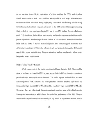 25
to get recruited in the DLM, contraction of which stretches the DVM and therefore
stretch activation takes over. Hence, calcium was regarded to have only a permissive role
to maintain stretch activation during flight [69]. This notion was recently revised owing
to the finding that calcium plays an active role in the IFM for modulating power during
flight by both in vitro muscle mechanical [1] and in vivo [70] studies. Recently, Lehmann
et al. [71] found that during flight maneuvering and turning movements in Drosophila,
power adjustments occur through bilateral control of calcium levels between the muscles
(both IFM and DFM) of the two thoracic segments. This further suggests that rather than
differential recruitment of fibers, the calcium levels and gradients through the differential
neural drive could modulate thin filament activation, and the number of cycling cross-
bridges for power modulations.
Flight Muscle Thick Filaments
While paramyosin is the major constituent of large diameter thick filaments like
those in molluscs (reviewed in [72]), myosin heavy chain (MHC) is the major constituent
protein of most invertebrate thick filaments. The entire myosin molecule is a hexamer
consisting of two MHC subunits, and four light chain subunits. The two light chains are
the essential light chain (ELC or MLC1) and the regulatory light chain (RLC or MLC2).
Moreover, there are other thick filament associated proteins, some which bind myosin.
Paramyosin is one of them, which forms the wall of the hollow core of the thick filament
around which myosin molecules assemble [73,74], and it is required for normal muscle
 