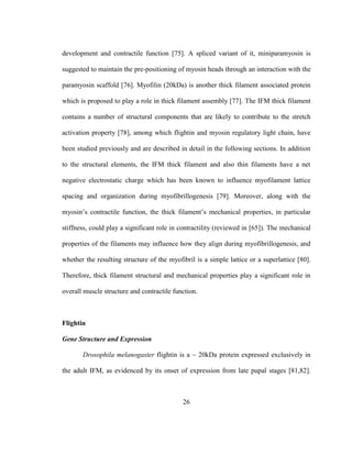 26
development and contractile function [75]. A spliced variant of it, miniparamyosin is
suggested to maintain the pre-positioning of myosin heads through an interaction with the
paramyosin scaffold [76]. Myofilin (20kDa) is another thick filament associated protein
which is proposed to play a role in thick filament assembly [77]. The IFM thick filament
contains a number of structural components that are likely to contribute to the stretch
activation property [78], among which flightin and myosin regulatory light chain, have
been studied previously and are described in detail in the following sections. In addition
to the structural elements, the IFM thick filament and also thin filaments have a net
negative electrostatic charge which has been known to influence myofilament lattice
spacing and organization during myofibrillogenesis [79]. Moreover, along with the
myosin’s contractile function, the thick filament’s mechanical properties, in particular
stiffness, could play a significant role in contractility (reviewed in [65]). The mechanical
properties of the filaments may influence how they align during myofibrillogenesis, and
whether the resulting structure of the myofibril is a simple lattice or a superlattice [80].
Therefore, thick filament structural and mechanical properties play a significant role in
overall muscle structure and contractile function.
Flightin
Gene Structure and Expression
Drosophila melanogaster flightin is a ~ 20kDa protein expressed exclusively in
the adult IFM, as evidenced by its onset of expression from late pupal stages [81,82].
 