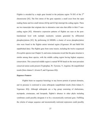 27
Flightin is encoded by a single gene located in the polytene region 76 D/E of the 3rd
chromosome [82]. The first intron of the gene separates a small exon from the open
reading frame and two small introns (66 bp and 62 bp) interrupt the coding region. There
are two transcripts that originate due to alternative start sites that differ in their 5' non-
coding region [82]. Alternative expression patterns of flightin are seen at the post-
translational level with multiple isoelectric variants generated by differential
phosphorylations [83]. By performing LC-MSMS, a cluster of seven phosphorylation
sites were found in the flightin amino terminal region (Vigoreaux JO and Ballif BA
unpublished data). The flightin gene from some insects, including the twelve sequenced
Drosophila species (see Chapter 3), and some crustaceans reveal that the gene structure is
similar among these species, with the middle coding region having highest sequence
conservation. This conserved middle region is named WYR based on the most prevalent
conserved amino acids present (Tryptophan, W; Tyrosine, Y; Arginine, R) (unpublished
results [Soto-Adams F, Alvarez P, and Vigoreaux JO]).
Sequence Features
Flightin bears no sequence homology to any known protein or protein domains,
and its presence is restricted to some arthropods (unpublished results [Soto-Adams F,
Vigoreaux JO]). Although arthropods are a big group consisting of chelicerates,
myriapods, crustaceans, and hexapods, flightin’s absence in other phyla including
vertebrates could possibly designate it to be a taxonomically restricted gene. Fulfilling
the criteria of unique sequence and taxonomically restricted expression could possibly
 