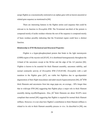 28
assign flightin as a taxonomically restricted or an orphan gene with no known ancestral or
related gene sequence as mentioned in [84].
There are interesting features in the flightin amino acid sequence that could be
relevant to its function in Drosophila IFM. The N-terminal one-third of the protein is
composed mostly of acidic residues whereas the rest of the sequence is composed mostly
of basic residues possibly indicating that the N-terminal region could have a distinct
function.
Relationship to IFM Mechanical and Structural Properties
Flightin is a hyper-phosphorylated protein that binds to the light meromyosin
(LMM) region of the myosin rod [83,85]. It is distributed homogeneously throughout the
A-band of the sarcomere except at the M-line and the edge of the A/I junction [86].
Flightin is known to be essential for thick filament assembly, sarcomere stability, and
normal contractile activity of Drosophila IFM [7,83,85-88]. Drosophila with a null
mutation in the flightin gene (fln0
), are viable but flightless due to age-dependent
degeneration of their flight musculature and adult muscle hypercontraction [86]. fln0
IFM
thick filaments and sarcomeres from late stage pupa are, on average, ~30% longer than
that in wild-type IFM [86] suggesting that flightin plays a major role in thick filament
assembly during myofibrillogenesis. Also, fln0
thick filaments are about 30-45% more
compliant than normal [89] suggesting that flightin is required for normal thick filament
stiffness. However, it is not clear how flightin’s contribution to thick filament stiffness is
related to its role in thick filament assembly process in vivo. As described in [90], one
 
