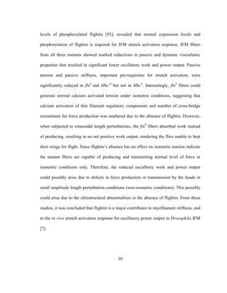 30
levels of phosphorylated flightin [93], revealed that normal expression levels and
phophorylation of flightin is required for IFM stretch activation response. IFM fibers
from all three mutants showed marked reductions in passive and dynamic viscoelastic
properties that resulted in significant lower oscillatory work and power output. Passive
tension and passive stiffness, important pre-requisites for stretch activation, were
significantly reduced in fln0
and Mhc13
but not in Mhc6
. Interestingly, fln0
fibers could
generate normal calcium activated tension under isometric conditions, suggesting that
calcium activation of thin filament regulatory components and number of cross-bridge
recruitment for force production was unaltered due to the absence of flightin. However,
when subjected to sinusoidal length perturbations, the fln0
fibers absorbed work instead
of producing, resulting in no net positive work output, rendering the flies unable to beat
their wings for flight. Since flightin’s absence has no effect on isometric tension indicate
the mutant fibers are capable of producing and transmitting normal level of force in
isometric conditions only. Therefore, the reduced oscialltory work and power output
could possibly arise due to defects in force production or transmission by the heads in
small amplitude length perturbation conditions (non-isometric conditions). This possibly
could arise due to the ultrastructural abnormalities in the absence of flightin. From these
studies, it was concluded that flightin is a major contributor to myofilament stiffness, and
to the in vivo stretch activation response for oscillatory power output in Drosophila IFM
[7].
 