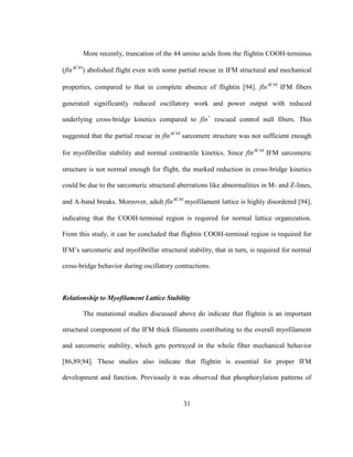 31
More recently, truncation of the 44 amino acids from the flightin COOH-terminus
(flnC44
) abolished flight even with some partial rescue in IFM structural and mechanical
properties, compared to that in complete absence of flightin [94]. flnC44
IFM fibers
generated significantly reduced oscillatory work and power output with reduced
underlying cross-bridge kinetics compared to fln+
rescued control null fibers. This
suggested that the partial rescue in flnC44
sarcomere structure was not sufficient enough
for myofibrillar stability and normal contractile kinetics. Since flnC44
IFM sarcomeric
structure is not normal enough for flight, the marked reduction in cross-bridge kinetics
could be due to the sarcomeric structural aberrations like abnormalities in M- and Z-lines,
and A-band breaks. Moreover, adult flnC44
myofilament lattice is highly disordered [94],
indicating that the COOH-terminal region is required for normal lattice organization.
From this study, it can be concluded that flightin COOH-terminal region is required for
IFM’s sarcomeric and myofibrillar structural stability, that in turn, is required for normal
cross-bridge behavior during oscillatory contractions.
Relationship to Myofilament Lattice Stability
The mutational studies discussed above do indicate that flightin is an important
structural component of the IFM thick filaments contributing to the overall myofilament
and sarcomeric stability, which gets portrayed in the whole fiber mechanical behavior
[86,89,94]. These studies also indicate that flightin is essential for proper IFM
development and function. Previously it was observed that phosphorylation patterns of
 