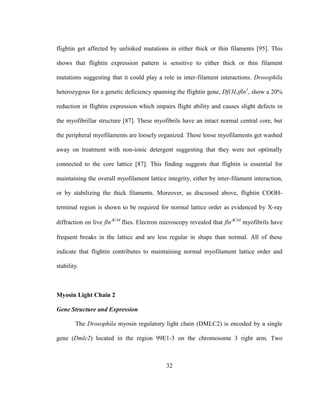 32
flightin get affected by unlinked mutations in either thick or thin filaments [95]. This
shows that flightin expression pattern is sensitive to either thick or thin filament
mutations suggesting that it could play a role in inter-filament interactions. Drosophila
heterozygous for a genetic deficiency spanning the flightin gene, Df(3L)fln1
, show a 20%
reduction in flightin expression which impairs flight ability and causes slight defects in
the myofibrillar structure [87]. These myofibrils have an intact normal central core, but
the peripheral myofilaments are loosely organized. These loose myofilaments get washed
away on treatment with non-ionic detergent suggesting that they were not optimally
connected to the core lattice [87]. This finding suggests that flightin is essential for
maintaining the overall myofilament lattice integrity, either by inter-filament interaction,
or by stabilizing the thick filaments. Moreover, as discussed above, flightin COOH-
terminal region is shown to be required for normal lattice order as evidenced by X-ray
diffraction on live flnC44
flies. Electron microscopy revealed that flnC44
myofibrils have
frequent breaks in the lattice and are less regular in shape than normal. All of these
indicate that flightin contributes to maintaining normal myofilament lattice order and
stability.
Myosin Light Chain 2
Gene Structure and Expression
The Drosophila myosin regulatory light chain (DMLC2) is encoded by a single
gene (Dmlc2) located in the region 99E1-3 on the chromosome 3 right arm. Two
 