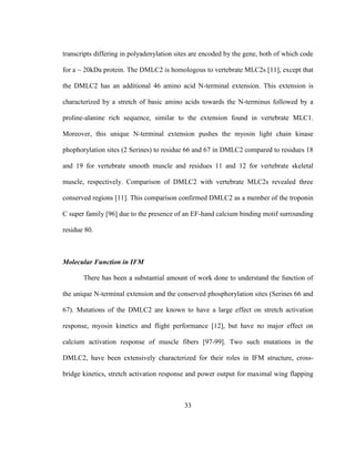 33
transcripts differing in polyadenylation sites are encoded by the gene, both of which code
for a ~ 20kDa protein. The DMLC2 is homologous to vertebrate MLC2s [11], except that
the DMLC2 has an additional 46 amino acid N-terminal extension. This extension is
characterized by a stretch of basic amino acids towards the N-terminus followed by a
proline-alanine rich sequence, similar to the extension found in vertebrate MLC1.
Moreover, this unique N-terminal extension pushes the myosin light chain kinase
phophorylation sites (2 Serines) to residue 66 and 67 in DMLC2 compared to residues 18
and 19 for vertebrate smooth muscle and residues 11 and 12 for vertebrate skeletal
muscle, respectively. Comparison of DMLC2 with vertebrate MLC2s revealed three
conserved regions [11]. This comparison confirmed DMLC2 as a member of the troponin
C super family [96] due to the presence of an EF-hand calcium binding motif surrounding
residue 80.
Molecular Function in IFM
There has been a substantial amount of work done to understand the function of
the unique N-terminal extension and the conserved phosphorylation sites (Serines 66 and
67). Mutations of the DMLC2 are known to have a large effect on stretch activation
response, myosin kinetics and flight performance [12], but have no major effect on
calcium activation response of muscle fibers [97-99]. Two such mutations in the
DMLC2, have been extensively characterized for their roles in IFM structure, cross-
bridge kinetics, stretch activation response and power output for maximal wing flapping
 