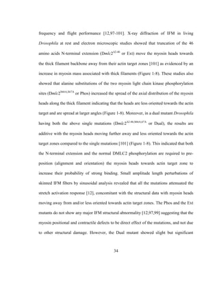 34
frequency and flight performance [12,97-101]. X-ray diffraction of IFM in living
Drosophila at rest and electron microscopic studies showed that truncation of the 46
amino acids N-terminal extension (Dmlc22-46
or Ext) move the myosin heads towards
the thick filament backbone away from their actin target zones [101] as evidenced by an
increase in myosin mass associated with thick filaments (Figure 1-8). These studies also
showed that alanine substitutions of the two myosin light chain kinase phosphorylation
sites (Dmlc2S66A,S67A
or Phos) increased the spread of the axial distribution of the myosin
heads along the thick filament indicating that the heads are less oriented towards the actin
target and are spread at larger angles (Figure 1-8). Moreover, in a dual mutant Drosophila
having both the above single mutations (Dmlc22-46;S66A,67A
or Dual), the results are
additive with the myosin heads moving further away and less oriented towards the actin
target zones compared to the single mutations [101] (Figure 1-8). This indicated that both
the N-terminal extension and the normal DMLC2 phosphorylation are required to pre-
position (alignment and orientation) the myosin heads towards actin target zone to
increase their probability of strong binding. Small amplitude length perturbations of
skinned IFM fibers by sinusoidal analysis revealed that all the mutations attenuated the
stretch activation response [12], concomitant with the structural data with myosin heads
moving away from and/or less oriented towards actin target zones. The Phos and the Ext
mutants do not show any major IFM structural abnormality [12,97,99] suggesting that the
myosin positional and contractile defects to be direct effect of the mutations, and not due
to other structural damage. However, the Dual mutant showed slight but significant
 