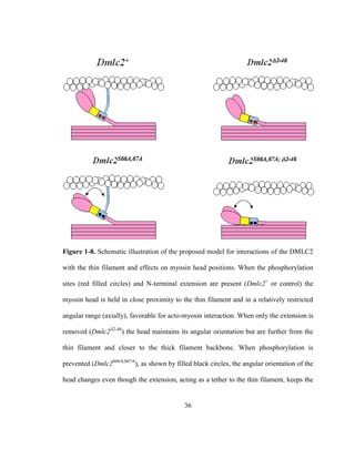 36
Figure 1-8. Schematic illustration of the proposed model for interactions of the DMLC2
with the thin filament and effects on myosin head positions. When the phosphorylation
sites (red filled circles) and N-terminal extension are present (Dmlc2+
or control) the
myosin head is held in close proximity to the thin filament and in a relatively restricted
angular range (axially), favorable for acto-myosin interaction. When only the extension is
removed (Dmlc2Δ2-46
) the head maintains its angular orientation but are further from the
thin filament and closer to the thick filament backbone. When phosphorylation is
prevented (Dmlc2S66A,S67A
), as shown by filled black circles, the angular orientation of the
head changes even though the extension, acting as a tether to the thin filament, keeps the
 