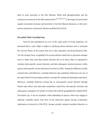 37
head in close proximity to the thin filament. When both phosphorylation and the
extension are removed in the dual mutant (Dmlc2Δ2-46;S66A,S67A
), the range of myosin head
angular movements increases and proximity to the thin filament decreases, so that acto-
myosin interaction is decreased. (Picture modified from [101]).
Drosophila Male Courtship Song
Survival and reproduction are two of the major goals of living organisms. As
discussed above, insect flight is subject to purifying natural selection since it increased
the survival fitness of the insects that led to their speciation and diversification [104].
Yet, the stronger force is regarded to be sexual selection which drives speciation stronger
and at a faster time scale than natural selection due to its direct effect in reproductive
isolation (inter-specific sexual selection), and then subsequent selection pressure within
species (intra-specific sexual selection) (reviewed in [105]). Among the different sexually
selected traits and behaviors, courtship behaviors (pre-copulatory behaviors) are one of
the major factors for pre-mating isolation, con-specific mating and subsequent speciation.
Moreover, courtship behaviors arising due to intra-specific sexual selection through
female mate choice and male-male competition could drive intra-specific diversity and
subsequence emergence of varieties of strains that could be geographically isolated [105].
Drosophila spp. is not an exception, where depending on species, both sexes engage in
elaborate courtship rituals with most of the behavioral aspects having evolutionary
implications (reviewed in [106,107]). Among sexually selected courtship behaviors in
 