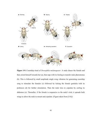 41
Figure 1-9. Courtship ritual of Drosophila melanogaster. A male chases the female and
then orient himself towards her (a), then taps with its foreleg to transfer male pheromones
(b). This is followed by small amplitude single wing vibration for generating courtship
song to stimulate the females (c) followed by licking the female genitalia with its
proboscis (d) for further stimulation. Then the male tries to copulate by curling its
abdomen (e). Thereafter, if the female is responsive to the male’s trial, it spreads both
wings to allow the male to mount and copulate. (Figure taken from [116])
 