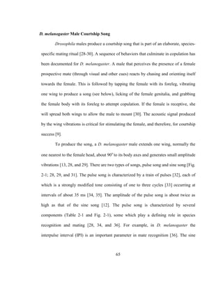 65
D. melanogaster Male Courtship Song
Drosophila males produce a courtship song that is part of an elaborate, species-
specific mating ritual [28-30]. A sequence of behaviors that culminate in copulation has
been documented for D. melanogaster. A male that perceives the presence of a female
prospective mate (through visual and other cues) reacts by chasing and orienting itself
towards the female. This is followed by tapping the female with its foreleg, vibrating
one wing to produce a song (see below), licking of the female genitalia, and grabbing
the female body with its foreleg to attempt copulation. If the female is receptive, she
will spread both wings to allow the male to mount [30]. The acoustic signal produced
by the wing vibrations is critical for stimulating the female, and therefore, for courtship
success [9].
To produce the song, a D. melanogaster male extends one wing, normally the
one nearest to the female head, about 90o
to its body axes and generates small amplitude
vibrations [13, 28, and 29]. There are two types of songs, pulse song and sine song [Fig.
2-1; 28, 29, and 31]. The pulse song is characterized by a train of pulses [32], each of
which is a strongly modified tone consisting of one to three cycles [33] occurring at
intervals of about 35 ms [34, 35]. The amplitude of the pulse song is about twice as
high as that of the sine song [12]. The pulse song is characterized by several
components (Table 2-1 and Fig. 2-1), some which play a defining role in species
recognition and mating [28, 34, and 36]. For example, in D. melanogaster the
interpulse interval (IPI) is an important parameter in mate recognition [36]. The sine
 
