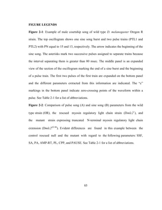 85
FIGURE LEGENDS
Figure 2-1: Example of male courtship song of wild type D. melanogaster Oregon R
strain. The top oscillogram shows one sine song burst and two pulse trains (PTL1 and
PTL2) with PN equal to 15 and 13, respectively. The arrow indicates the beginning of the
sine song. The asterisks mark two successive pulses assigned to separate trains because
the interval separating them is greater than 80 msec. The middle panel is an expanded
view of the section of the oscillogram marking the end of a sine burst and the beginning
of a pulse train. The first two pulses of the first train are expanded on the bottom panel
and the different parameters extracted from this information are indicated. The “c”
markings in the bottom panel indicate zero-crossing points of the waveform within a
pulse. See Table 2-1 for a list of abbreviations.
Figure 2-2: Comparison of pulse song (A) and sine song (B) parameters from the wild
type strain (OR), the rescued myosin regulatory light chain strain (Dmlc2+
), and
the mutant strain expressing truncated N-terminal myosin regulatory light chain
extension (Dmlc22-46
). Evident differences are found in this example between the
control rescued null and the mutant with regard to the following parameters: SSF,
SA, PA, AMP-RT, PL, CPP, and PAUSE. See Table 2-1 for a list of abbreviations.
 