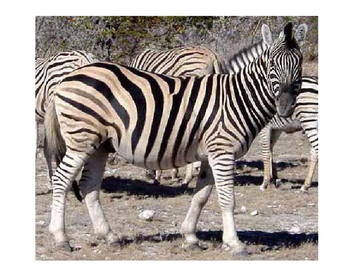 E3 Det Animals And Insects Definitions Evu45