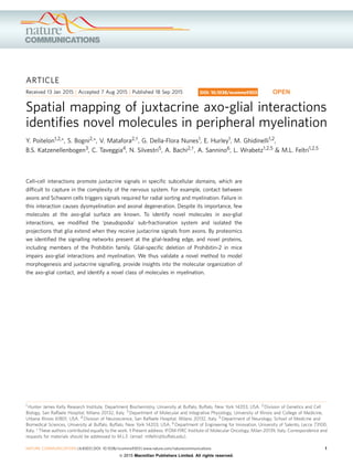 ARTICLE
Received 13 Jan 2015 | Accepted 7 Aug 2015 | Published 18 Sep 2015
Spatial mapping of juxtacrine axo-glial interactions
identiﬁes novel molecules in peripheral myelination
Y. Poitelon1,2,*, S. Bogni2,*, V. Matafora2,w, G. Della-Flora Nunes1, E. Hurley1, M. Ghidinelli1,2,
B.S. Katzenellenbogen3, C. Taveggia4, N. Silvestri5, A. Bachi2,w, A. Sannino6, L. Wrabetz1,2,5 & M.L. Feltri1,2,5
Cell–cell interactions promote juxtacrine signals in speciﬁc subcellular domains, which are
difﬁcult to capture in the complexity of the nervous system. For example, contact between
axons and Schwann cells triggers signals required for radial sorting and myelination. Failure in
this interaction causes dysmyelination and axonal degeneration. Despite its importance, few
molecules at the axo-glial surface are known. To identify novel molecules in axo-glial
interactions, we modiﬁed the ‘pseudopodia’ sub-fractionation system and isolated the
projections that glia extend when they receive juxtacrine signals from axons. By proteomics
we identiﬁed the signalling networks present at the glial-leading edge, and novel proteins,
including members of the Prohibitin family. Glial-speciﬁc deletion of Prohibitin-2 in mice
impairs axo-glial interactions and myelination. We thus validate a novel method to model
morphogenesis and juxtacrine signalling, provide insights into the molecular organization of
the axo-glial contact, and identify a novel class of molecules in myelination.
DOI: 10.1038/ncomms9303 OPEN
1 Hunter James Kelly Research Institute, Department Biochemistry, University at Buffalo, Buffalo, New York 14203, USA. 2 Division of Genetics and Cell
Biology, San Raffaele Hospital, Milano 20132, Italy. 3 Department of Molecular and Integrative Physiology, University of Illinois and College of Medicine,
Urbana Illinois 61801, USA. 4 Division of Neuroscience, San Raffaele Hospital, Milano 20132, Italy. 5 Department of Neurology, School of Medicine and
Biomedical Sciences, University at Buffalo, Buffalo, New York 14203, USA. 6 Department of Engineering for Innovation, University of Salento, Lecce 73100,
Italy. * These authors contributed equally to the work. w Present address: IFOM-FIRC Institute of Molecular Oncology, Milan 20139, Italy. Correspondence and
requests for materials should be addressed to M.L.F. (email: mlfeltri@buffalo.edu).
NATURE COMMUNICATIONS | 6:8303 | DOI: 10.1038/ncomms9303 | www.nature.com/naturecommunications 1
& 2015 Macmillan Publishers Limited. All rights reserved.
 