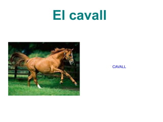 El cavall  CAVALL 
