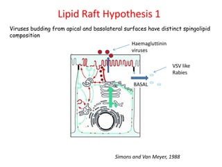 Lipid Raft Hypothesis 1
BASAL
Viruses budding from apical and basolateral surfaces have distinct spingolipid
composition
Haemagluttinin
viruses
VSV like
Rabies
Simons and Van Meyer, 1988
 