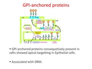 GPI-anchored proteins
 GPI anchored proteins consequetively present in
rafts showed apical targetting in Epithelial cells.
 Associated with DRM.
 