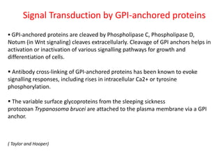Signal Transduction by GPI-anchored proteins
 GPI-anchored proteins are cleaved by Phospholipase C, Phospholipase D,
Notum (in Wnt signaling) cleaves extracellularly. Cleavage of GPI anchors helps in
activation or inactivation of various signalling pathways for growth and
differentiation of cells.
 Antibody cross-linking of GPI-anchored proteins has been known to evoke
signalling responses, including rises in intracellular Ca2+ or tyrosine
phosphorylation.
 The variable surface glycoproteins from the sleeping sickness
protozoan Trypanosoma brucei are attached to the plasma membrane via a GPI
anchor.
( Taylor and Hooper)
 