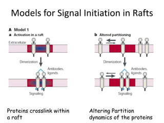 Models for Signal Initiation in Rafts
Proteins crosslink within
a raft
Altering Partition
dynamics of the proteins
 