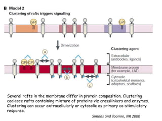 Several rafts in the membrane differ in protein composition. Clustering
coalesce rafts containing mixture of proteins viz crosslinkers and enzymes.
Clustering can occur extracellularly or cytosolic as primary co-stimulatory
response.
Simons and Toomre, NR 2000
 