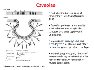 Caveolae
 First identified on the basis of
morphology. Palade and Yamada,
1950.
 Caveolins polymerization in rafts.
Have Palmitoylated hairpin like
structure and binds tightly with
Cholesterol.
 Implicated in endocytosis and
Transcytosis of albumin and other
proteins across endothelial monolayer.
 In developing myocytes, ribbons of
many caveole organize into T-tubules
required for calcium regulation of
muscle contraction.
Andrew F.G. Quest Biochem. Cell Biol. 2004
 