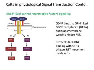 Rafts in physiological Signal transduction Contd…
GDNF (Glial derived Neurotrophic Factor) Signalling:
GDNF binds to GPI-linked
GDNF receptors α (GFRα)
and transmembrane
tyrosine kinase RET.
Extracellular GDNF
binding with GFRα
triggers RET movement
inside rafts.
 