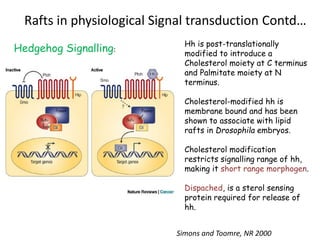 Rafts in physiological Signal transduction Contd…
Hedgehog Signalling:
Hh is post-translationally
modified to introduce a
Cholesterol moiety at C terminus
and Palmitate moiety at N
terminus.
Cholesterol-modified hh is
membrane bound and has been
shown to associate with lipid
rafts in Drosophila embryos.
Cholesterol modification
restricts signalling range of hh,
making it short range morphogen.
Dispached, is a sterol sensing
protein required for release of
hh.
Simons and Toomre, NR 2000
 