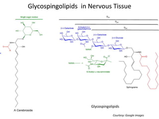 Glycospingolipids in Nervous Tissue
Glycospingolipids
Courtesy: Google images
 