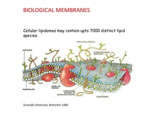 BIOLOGICAL MEMBRANES
Cellular lipidomes may contain upto 7000 distinct lipid
species.
Scientific American, Bretscher 1985
 