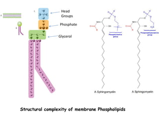 Structural complexity of membrane Phospholipids
Glycerol
Phosphate
Head
Groups
 