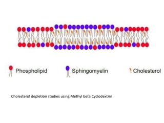 Cholesterol depletion studies using Methyl beta Cyclodextrin
 