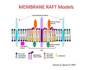 MEMBRANE RAFT Models
Simons K, Ikonen E 1997
 