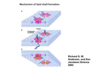 Mechanism of lipid shell formation
Richard G. W.
Anderson, and Ken
Jacobson Science
2002
 