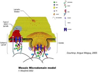 Courtesy: Angue Maguy, 2005
Mosaic Microdomain model
F. Maxfield 2002
 