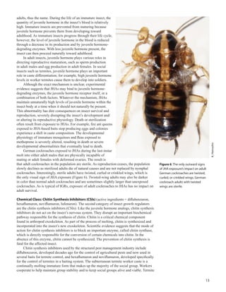 13
adults, thus the name. During the life of an immature insect, the
quantity of juvenile hormone in the insect’s blood is relatively
high. Immature insects are prevented from maturing because
juvenile hormone prevents them from developing toward
adulthood. As immature insects progress through their life cycle,
however, the level of juvenile hormone in the blood is reduced
through a decrease in its production and by juvenile hormone-
degrading enzymes. With less juvenile hormone present, the
insect can then proceed naturally toward adulthood.
In adult insects, juvenile hormone plays various roles in
directing reproductive maturation, such as sperm production
in adult males and egg production in adult females. In social
insects such as termites, juvenile hormone plays an important
role in caste differentiation; for example, high juvenile hormone
levels in worker termites cause them to develop into soldiers.
Although the exact mechanism is unclear, experimental
evidence suggests that JHAs may bind to juvenile hormone-
degrading enzymes, the juvenile hormone receptor itself, or a
combination of both factors. Whatever the mechanism, JHAs
maintain unnaturally high levels of juvenile hormone within the
insect body at a time when it should not naturally be present.
This abnormality has dire consequences on insect survival and
reproduction, severely disrupting the insect’s development and/
or altering its reproductive physiology. Death or sterilization
often result from exposure to JHAs. For example, fire ant queens
exposed to JHA-based baits stop producing eggs and colonies
experience a shift in caste composition. The developmental
physiology of immature mosquitoes and fleas exposed to
methoprene is severely altered, resulting in death or severe
developmental abnormalities that eventually lead to death.
German cockroaches exposed to JHAs during the last-instar
molt into either adult males that are physically incapable of
mating or adult females with deformed ovaries. The result is
that adult cockroaches in the population are sterile. As reproduction ceases, the population
slowly declines as sterilized adults die of natural causes and are not replaced by nymphal
cockroaches. Interestingly, sterile adults have twisted, curled or crinkled wings, which is
the only visual sign of JHA exposure (Figure 6). Twisted-wing adults may also be darker
in color than normal adult cockroaches and are sometimes slightly larger than unexposed
cockroaches. As is typical of IGRs, exposure of adult cockroaches to JHAs has no impact on
adult survival.
Chemical Class: Chitin Synthesis Inhibitors (CSIs) (active ingredients = diflubenzuron,
hexaflumuron, noviflumuron, lufenuron). The second category of insect growth regulators
are the chitin synthesis inhibitors (CSIs). Like the juvenile hormone analogs, chitin synthesis
inhibitors do not act on the insect’s nervous system. They disrupt an important biochemical
pathway responsible for the synthesis of chitin. Chitin is a critical chemical component
found in arthropod exoskeleton. As part of the process of molting, chitin is synthesized and
incorporated into the insect’s new exoskeleton. Scientific evidence suggests that the mode of
action for chitin synthesis inhibitors is to block an important enzyme, called chitin synthase,
which is directly responsible for the conversion of certain chemicals into chitin. In the
absence of this enzyme, chitin cannot be synthesized. The prevention of chitin synthesis is
fatal for the affected insect.
Chitin synthesis inhibitors used by the structural pest management industry include
diflubenzuron, developed decades ago for the control of agricultural pests and now used in
several baits for termite control, and hexaflumuron and noviflumuron, developed specifically
for the control of termites in a baiting system. The subterranean termite worker caste is a
continually molting immature form that makes up the majority of the social group. Workers
cooperate to help maintain group stability and to keep social groups alive and viable. Termite
Figure 6. The only outward signs
of JHA exposure’s impact on adult
German cockroaches are twisted,
curled, or crinkled wings. German
cockroach adults with twisted
wings are sterile.
K.Heinsohn
 