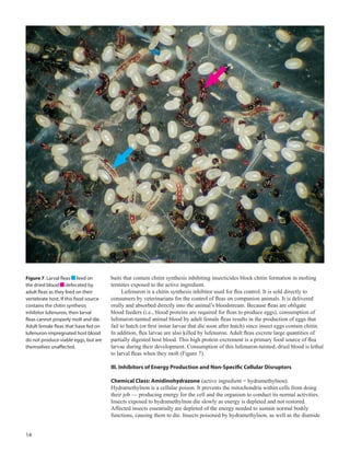 14
baits that contain chitin synthesis inhibiting insecticides block chitin formation in molting
termites exposed to the active ingredient.
Lufenuron is a chitin synthesis inhibitor used for flea control. It is sold directly to
consumers by veterinarians for the control of fleas on companion animals. It is delivered
orally and absorbed directly into the animal’s bloodstream. Because fleas are obligate
blood feeders (i.e., blood proteins are required for fleas to produce eggs), consumption of
lufenuron-tainted animal blood by adult female fleas results in the production of eggs that
fail to hatch (or first instar larvae that die soon after hatch) since insect eggs contain chitin.
In addition, flea larvae are also killed by lufenuron. Adult fleas excrete large quantities of
partially digested host blood. This high protein excrement is a primary food source of flea
larvae during their development. Consumption of this lufenuron-tainted, dried blood is lethal
to larval fleas when they molt (Figure 7).
III. Inhibitors of Energy Production and Non-Specific Cellular Disruptors
Chemical Class: Amidinohydrazone (active ingredient = hydramethylnon).
Hydramethylnon is a cellular poison. It prevents the mitochondria within cells from doing
their job — producing energy for the cell and the organism to conduct its normal activities.
Insects exposed to hydramethylnon die slowly as energy is depleted and not restored.
Affected insects essentially are depleted of the energy needed to sustain normal bodily
functions, causing them to die. Insects poisoned by hydramethylnon, as well as the diamide
Figure 7. Larval fleas feed on
the dried blood defecated by
adult fleas as they feed on their
vertebrate host. If this food source
contains the chitin synthesis
inhibitor lufenuron, then larval
fleas cannot properly molt and die.
Adult female fleas that have fed on
lufenuron-impregnated host blood
do not produce viable eggs, but are
themselves unaffected.
 