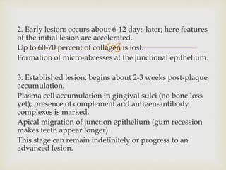 
2. Early lesion: occurs about 6-12 days later; here features
of the initial lesion are accelerated.
Up to 60-70 percent of collagen is lost.
Formation of micro-abcesses at the junctional epithelium.
3. Established lesion: begins about 2-3 weeks post-plaque
accumulation.
Plasma cell accumulation in gingival sulci (no bone loss
yet); presence of complement and antigen-antibody
complexes is marked.
Apical migration of junction epithelium (gum recession
makes teeth appear longer)
This stage can remain indefinitely or progress to an
advanced lesion.
 