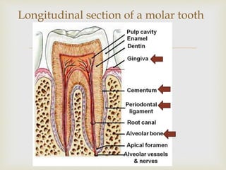 
Longitudinal section of a molar tooth
 