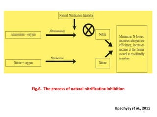 Fig.6. The process of natural nitrification inhibition
Upadhyay et al., 2011
41
 