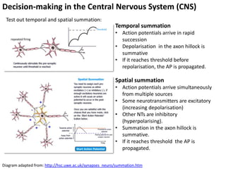 E4 Neurotransmitters And Synapses | PPTX